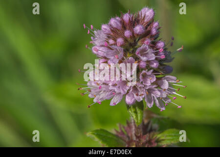 Makro - Foto von Wasser Minze/Mentha aquatica Blumen. Wachsen in der sumpfigen Wiese Boden. Riverside Pflanzen in Großbritannien. Hygrophilous pflanzen Konzept. Stockfoto