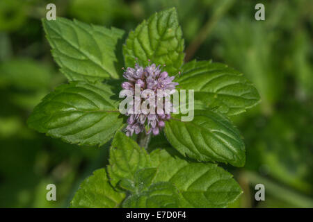 Wasser Minze/Mentha aquatica wachsen in der sumpfigen Wiese Boden. Nahrungssuche und Speisen auf der wilden Konzept. Riverside Pflanzen UK, hygrophilous Pflanzen Stockfoto