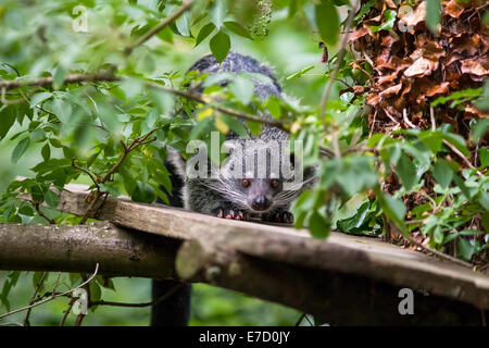 Eine unverlierbare Binterong im Vereinigten Königreich Stockfoto