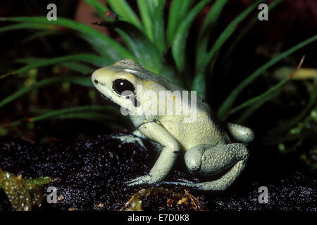 Golden Frog vergiften, Phyllobates Terribilis, Dendrobatidae, Mitte und Süd-Amerika, Amphibia, Anura Stockfoto