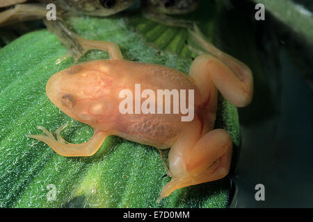 Albino-afrikanische Krallenfrosch Frosch Xenopus Laevis, Pipidae, Südamerika Stockfoto