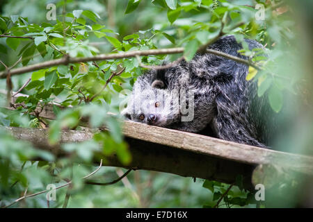 Eine unverlierbare Binterong im Vereinigten Königreich Stockfoto