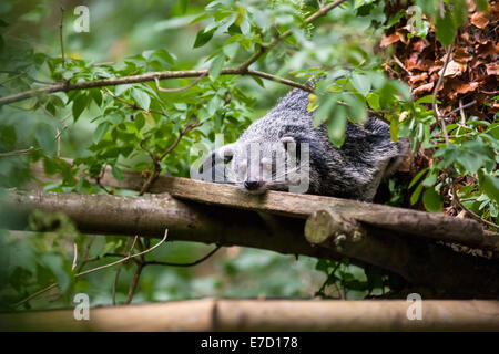 Eine unverlierbare Binterong im Vereinigten Königreich Stockfoto