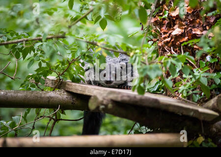 Eine unverlierbare Binterong im Vereinigten Königreich Stockfoto