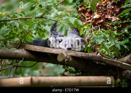 Eine unverlierbare Binterong im Vereinigten Königreich Stockfoto