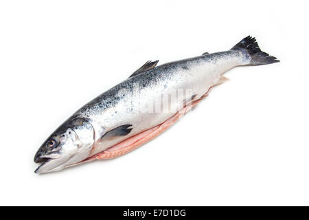 Schottische Atlantischer Lachs ( Salmo solar) ganze Fische, auf einem weißen studio Hintergrund isoliert. Stockfoto