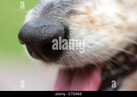 Makro Nahaufnahme einer sauberen und sauberen Hund Nase Stockfoto