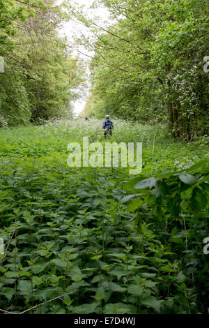 Überwucherten öffentlichen Fußweg auf dem Lande Stockfoto