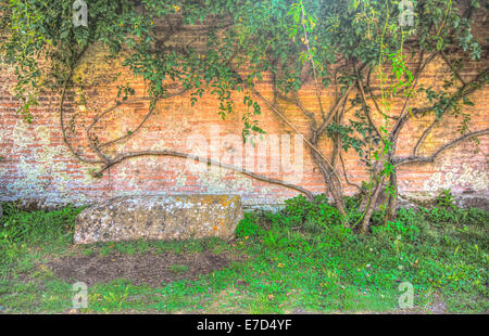 Verwitterte Steinbank und alte Mauer mit Flechten bedeckt und Baum Blätter Stockfoto