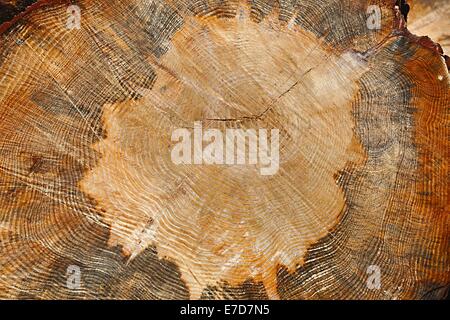 Baumstamm Stockfoto
