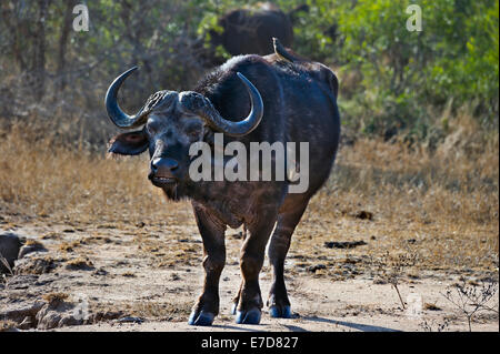 Südafrika Krüger NP, alten Bullen afrikanischer Büffel oder Kaffernbüffel mit einem rot-billed Ox-Schwanz, Syncerus caffer Stockfoto