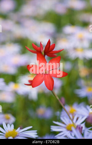 Hesperantha Coccinea 'Major'. Rote Flagge Lilie Blumen unter Astern. Stockfoto