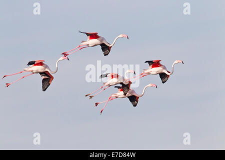 größere Flamingo, Herde von Erwachsenen Vögel im Flug vor blauem Himmel, Camargue, Frankreich, Europa Stockfoto