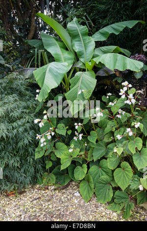 Ecke von einem exotischen Garten der Plymouth mit Musa Basjoo, Acer Palmatum Dissectum und Begonia Grandis var Evansiana Alba Stockfoto