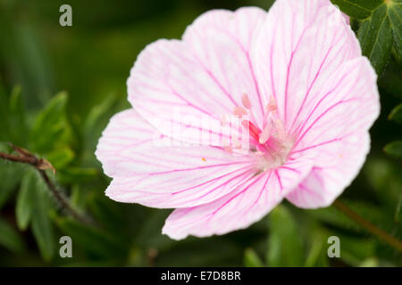 Blume der rosa Form der blutigen Storchschnabel, Geranium Sanguineum var. striatum Stockfoto