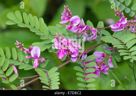 Blume-Spikes von Himalaya indigo Indigofera heterantha Stockfoto