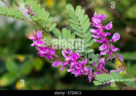 Blume-Spikes von Himalaya indigo Indigofera heterantha Stockfoto