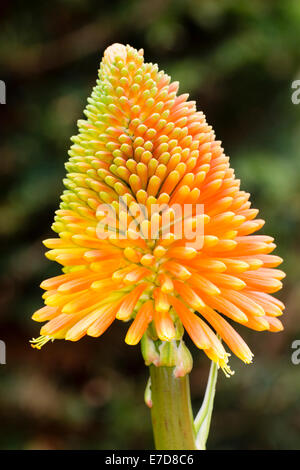 Blütenstand der rote heiße Poker, Kniphofia Rooperi zu entwickeln Stockfoto