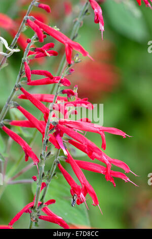 Roten Röhrenblüten von Ananas Salbei, Salvia elegans Stockfoto