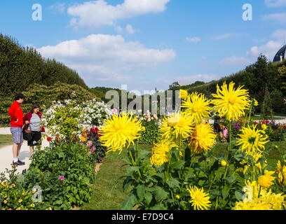 Gelbe Dahlie Blumen im Jardin des Plantes, Paris, Frankreich Stockfoto