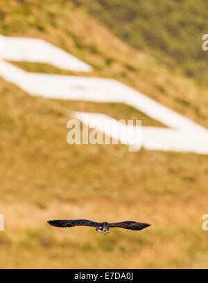 Junge Küken Osprey auf Pole, Pandion Haliaetus, Sea Hawk, Fischadler, Fluss Hawk, Fisch-Hawk, Raptor, Chaffee County, Colorado, USA Stockfoto