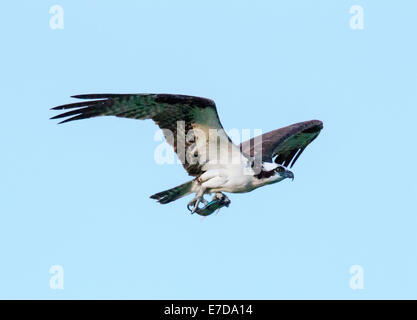 Fischadler im Flug mit fangfrischen Fisch, Pandion Haliaetus, Sea Hawk, Fischadler, Fluss Hawk, Hawk Fisch, raptor Stockfoto