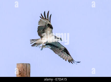 Fischadler im Flug mit fangfrischen Fisch, Pandion Haliaetus, Sea Hawk, Fischadler, Fluss Hawk, Hawk Fisch, raptor Stockfoto