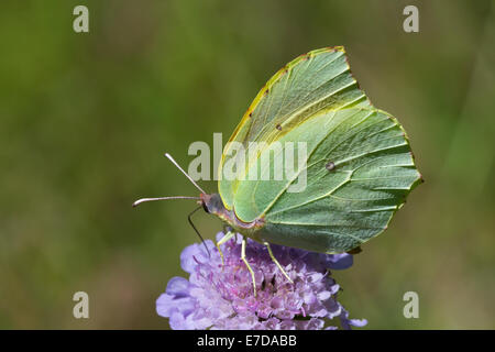 Ein Cleopatra Schmetterling (Gonepteryx Cleopatra) Nectaring in der Nachmittagssonne auf Witwenblume in die Combe de Caray im Aveyron Stockfoto