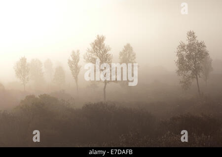 Nebligen Herbstmorgen im Dovrefjell in Dovre Kommune, Fylke Oppland, Norwegen. Stockfoto