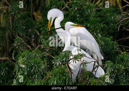 Silberreiher um und Sitzen in der Vegetation der Venedig Rookery zeigt es passende Federn. Florida, Usa fliegen Stockfoto