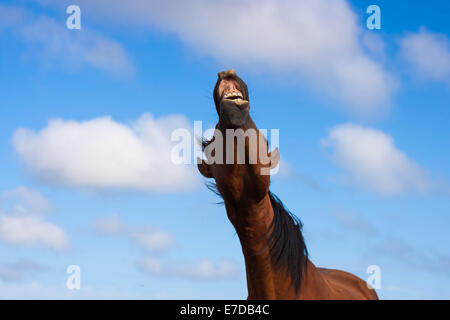 Pferd Geschrei vor blauem Himmel mit Wolken Stockfoto