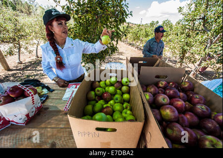 Julian, CA, USA. 14. Sep, 2014. Trotz der sengenden Temperaturen in Südkalifornien, ist die Apple-Picking-Saison in vollem Gange. Viele Obstgärten laden Kunden ihre eigenen Äpfel pflücken und pay-per-Tasche. Fotos vom Volcan Valley Apple Farm, dem größten U-Pick Obstgarten in Julian, etwa 60 Meilen östlich von San Diego. Bildnachweis: Henryk Kotowski/Alamy Live-Nachrichten Stockfoto