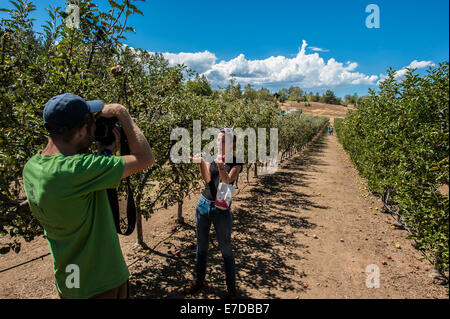 Julian, CA, USA. 14. Sep, 2014. Trotz der sengenden Temperaturen in Südkalifornien, ist die Apple-Picking-Saison in vollem Gange. Viele Obstgärten laden Kunden ihre eigenen Äpfel pflücken und pay-per-Tasche. Fotos vom Volcan Valley Apple Farm, dem größten U-Pick Obstgarten in Julian, etwa 60 Meilen östlich von San Diego. Bildnachweis: Henryk Kotowski/Alamy Live-Nachrichten Stockfoto