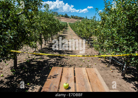 Julian, CA, USA. 14. Sep, 2014. Trotz der sengenden Temperaturen in Südkalifornien, ist die Apple-Picking-Saison in vollem Gange. Viele Obstgärten laden Kunden ihre eigenen Äpfel pflücken und pay-per-Tasche. Fotos vom Volcan Valley Apple Farm, dem größten U-Pick Obstgarten in Julian, etwa 60 Meilen östlich von San Diego. Bildnachweis: Henryk Kotowski/Alamy Live-Nachrichten Stockfoto