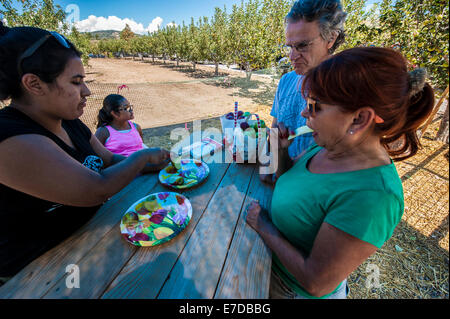 Julian, CA, USA. 14. Sep, 2014. Trotz der sengenden Temperaturen in Südkalifornien, ist die Apple-Picking-Saison in vollem Gange. Viele Obstgärten laden Kunden ihre eigenen Äpfel pflücken und pay-per-Tasche. Fotos vom Volcan Valley Apple Farm, dem größten U-Pick Obstgarten in Julian, etwa 60 Meilen östlich von San Diego. Bildnachweis: Henryk Kotowski/Alamy Live-Nachrichten Stockfoto