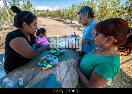 Julian, CA, USA. 14. Sep, 2014. Trotz der sengenden Temperaturen in Südkalifornien, ist die Apple-Picking-Saison in vollem Gange. Viele Obstgärten laden Kunden ihre eigenen Äpfel pflücken und pay-per-Tasche. Fotos vom Volcan Valley Apple Farm, dem größten U-Pick Obstgarten in Julian, etwa 60 Meilen östlich von San Diego. Bildnachweis: Henryk Kotowski/Alamy Live-Nachrichten Stockfoto