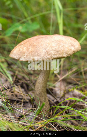 Birch Bolete Pilz in der Wiese Stockfoto