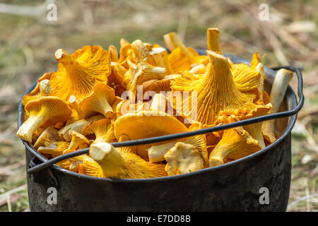 Goldene frische Pfifferlinge in einem Topf Stockfoto