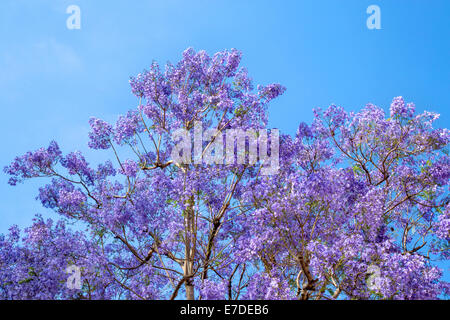 Jacaranda-Baum in voller Blüte Stockfoto
