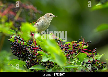 Männlichen Garten Grasmücke, Sylvia borin) thront auf Holunder-Bush Ästen (Sambucus Nigra), Oberbayern, Deutschland, Europa Stockfoto