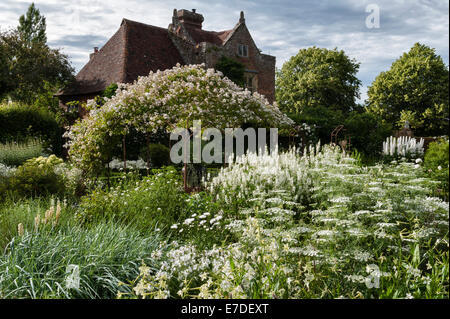 Schloss Sissinghurst, Kent. Im Sommer im Weißen Garten. Die reinweiße Rosa mulliganii wächst über dem Dorn, mit Ammi majus im Vordergrund Stockfoto