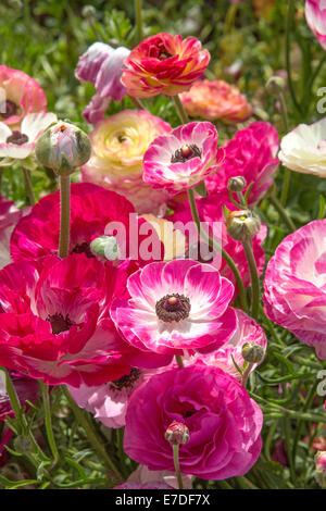 Ranunculus-Blumen Stockfoto