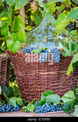 Korbflasche in einen Weidenkorb und dunklen Trauben Stockfoto