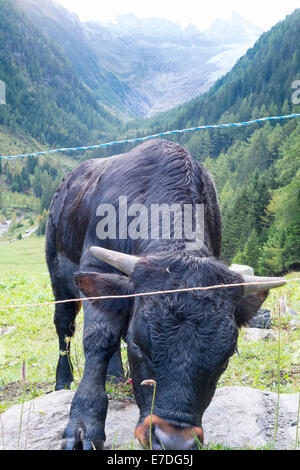 Kampfstier in Schweizer Landschaft mit Fontanabran Berg und Tal im Hintergrund Stockfoto