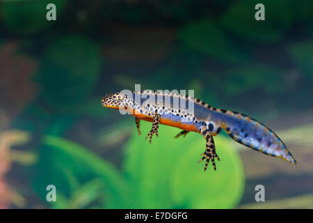 Bergmolch Ichthyosaura Alpestris Mesotriton Triturus Berg newt Stockfoto