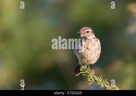 Europäische Schwarzkehlchen Saxicola Rubicola Schwarzkehlchen Stockfoto