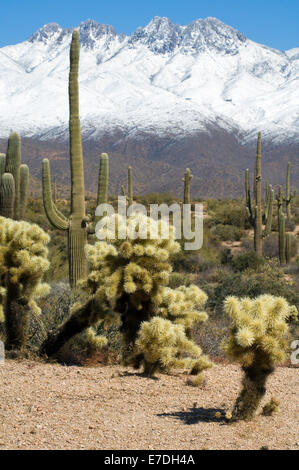 Die Trockenheit der Wüste von Arizona und Kakteen bieten einen eindrucksvollen Kontrast zu den schneebedeckten Gipfeln. Stockfoto