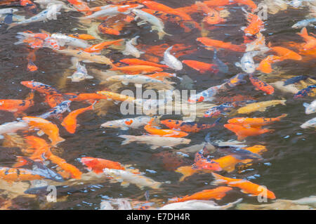 in einem japanischen Koi-Teich, wo sie gemacht wurden, zu essen Stockfoto