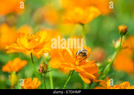 Hummel auf die orangefarbene Blume closeup Stockfoto