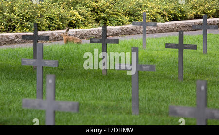 Neuville-Saint-Vaast, Frankreich, den deutschen Soldatenfriedhof Neuville-Saint-Vaast Stockfoto